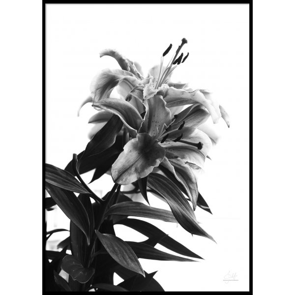 BLACK AND WHITE FLOWER - Poster 50x70 cm