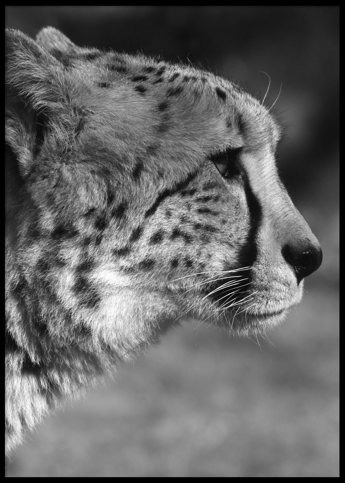 GEOPARD PROFILE - Plakat 50x70 cm GEOPARD PROFILE - Plakat 50x70 cm