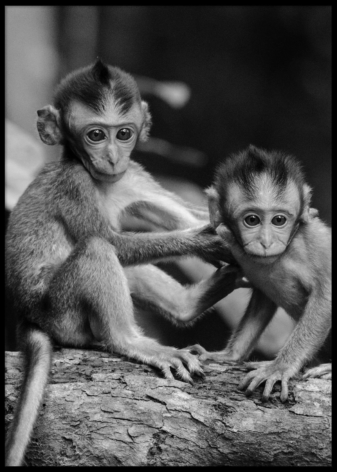 BABY MONKEYS - Plakat 50x70 cm