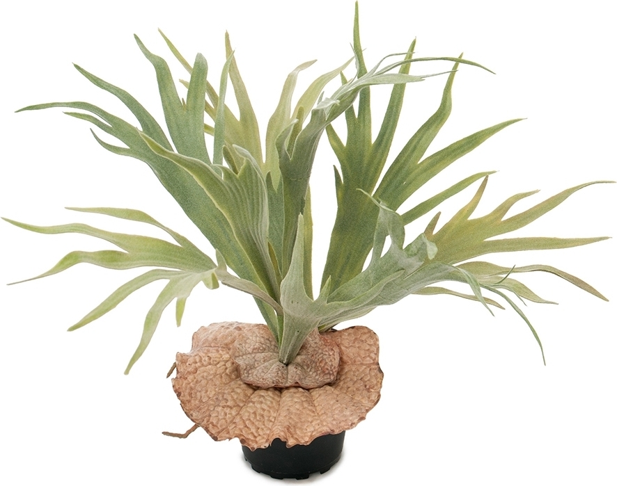 Elghornslav, kunstig plante