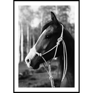 HORSE PORTRAIT - Plakat 50x70 cm