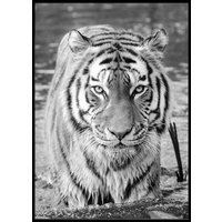 TIGER POSTER - Plakat 50x70 cm TIGER POSTER - Plakat 50x70 cm