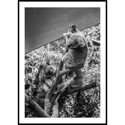 AUSTRALIAN KOALA - Plakat 50x70 cm