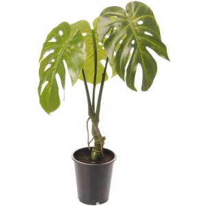 Monster kunstig plante