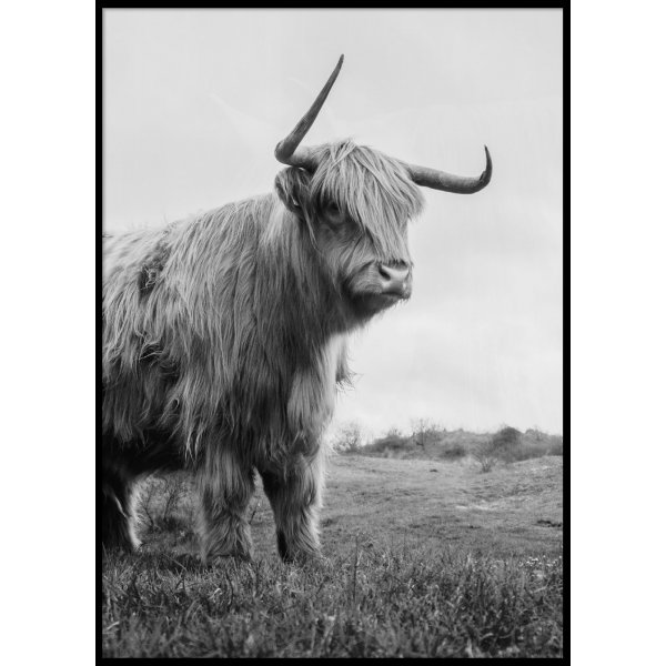 HIGHLAND CATTLE No 2 - Plakat 50x70 cm