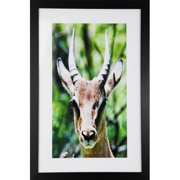 Maleri med ramme (Antilope) - 40x60 cm