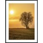 Posterworld - Motiv ensomt tre - 70x100 cm