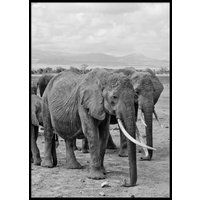 ELEPHANTS - Plakat 50x70 cm ELEPHANTS - Plakat 50x70 cm