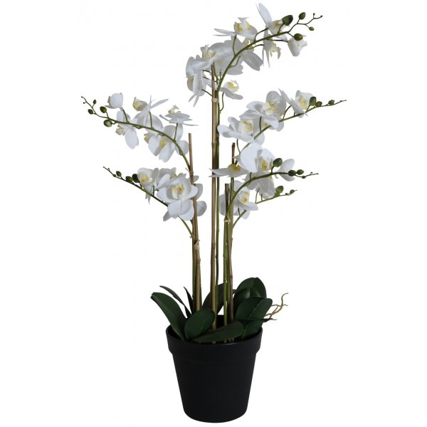Kunstig plante - Orkid 8 stengler H80 cm - Hvit