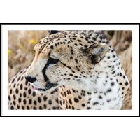 GEOPARD HORIZONTAL - Plakat 50x70 cm GEOPARD HORIZONTAL - Plakat 50x70 cm