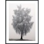Posterworld - Motiv Frossent tre - 50x70 cm