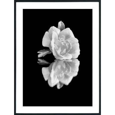 Posterworld 70x100 cm - Motiv Hvit Rose