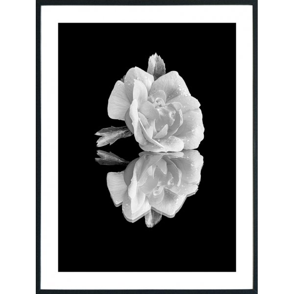 Posterworld 50x70 cm - Motiv Hvit Rose