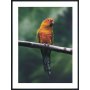 Posterworld - Motiv Papegye - 70x100 cm