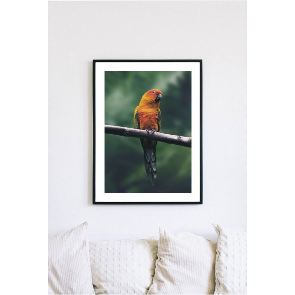 Posterworld - Motiv Papegøye - 50x70 cm Posterworld - Motiv Papegøye - 50x70 cm