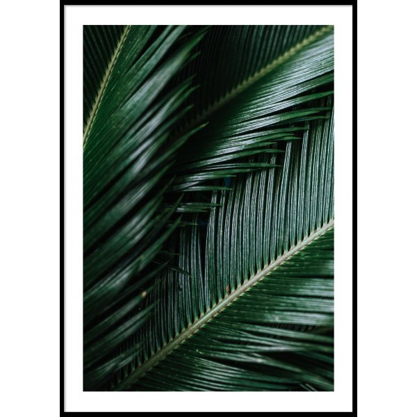 DARK PALM LEAVES - Plakat 50x70 cm