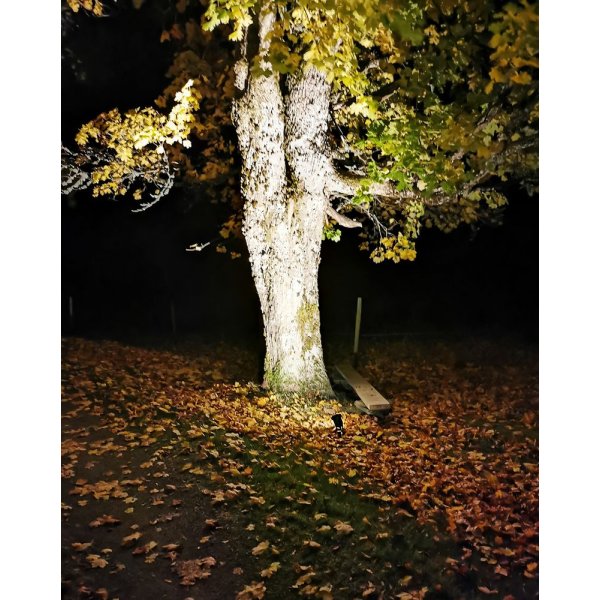 Mark-spotlight Backe - Svart