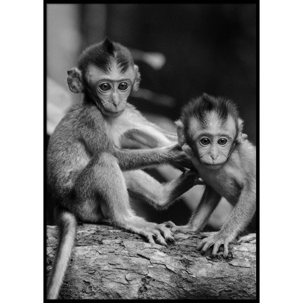 BABY MONKEYS - Plakat 50x70 cm