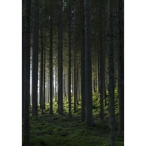 Plakat - Woods