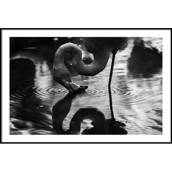 FLAMINGO REFLECTION - Plakat 50x70 cm