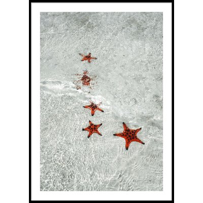 STARFISH - Plakat 50x70 cm
