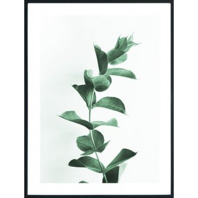 Posterworld - Motiv Eukalyptus - 70x100 cm