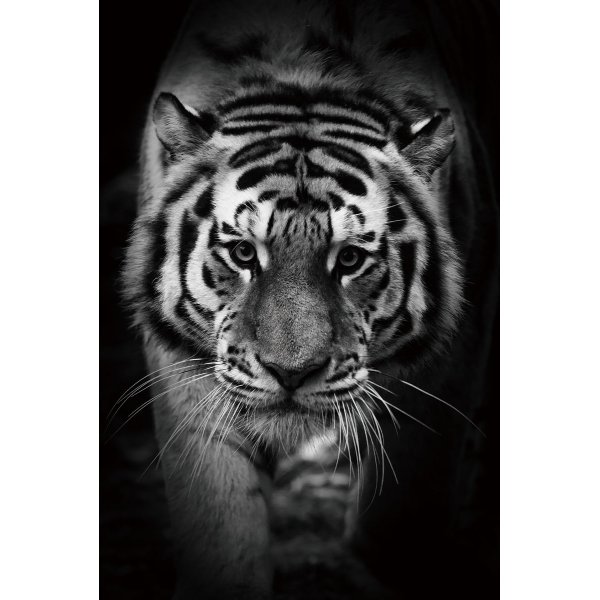 Glassbilde Tiger - 120x80 cm