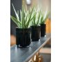 Ovidia plante