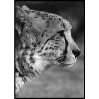 GEOPARD PROFILE - Plakat 50x70 cm GEOPARD PROFILE - Plakat 50x70 cm